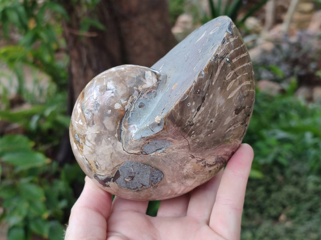 Polished Large Opalized Cymatoceras Nautilus Ammonite Fossil x 1 From Ambatofinandrahana, Madagascar