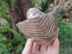 Polished Large Opalized Cymatoceras Nautilus Ammonite Fossil x 1 From Ambatofinandrahana, Madagascar