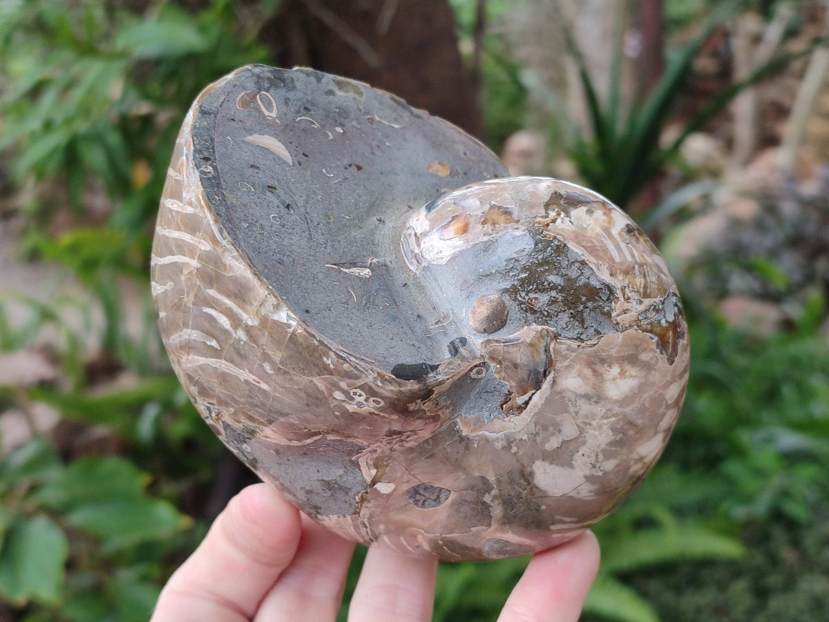 Polished Large Opalized Cymatoceras Nautilus Ammonite Fossil x 1 From Ambatofinandrahana, Madagascar