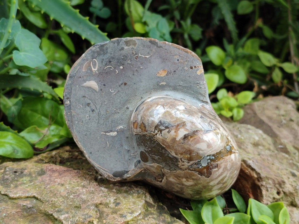 Polished Large Opalized Cymatoceras Nautilus Ammonite Fossil x 1 From Ambatofinandrahana, Madagascar