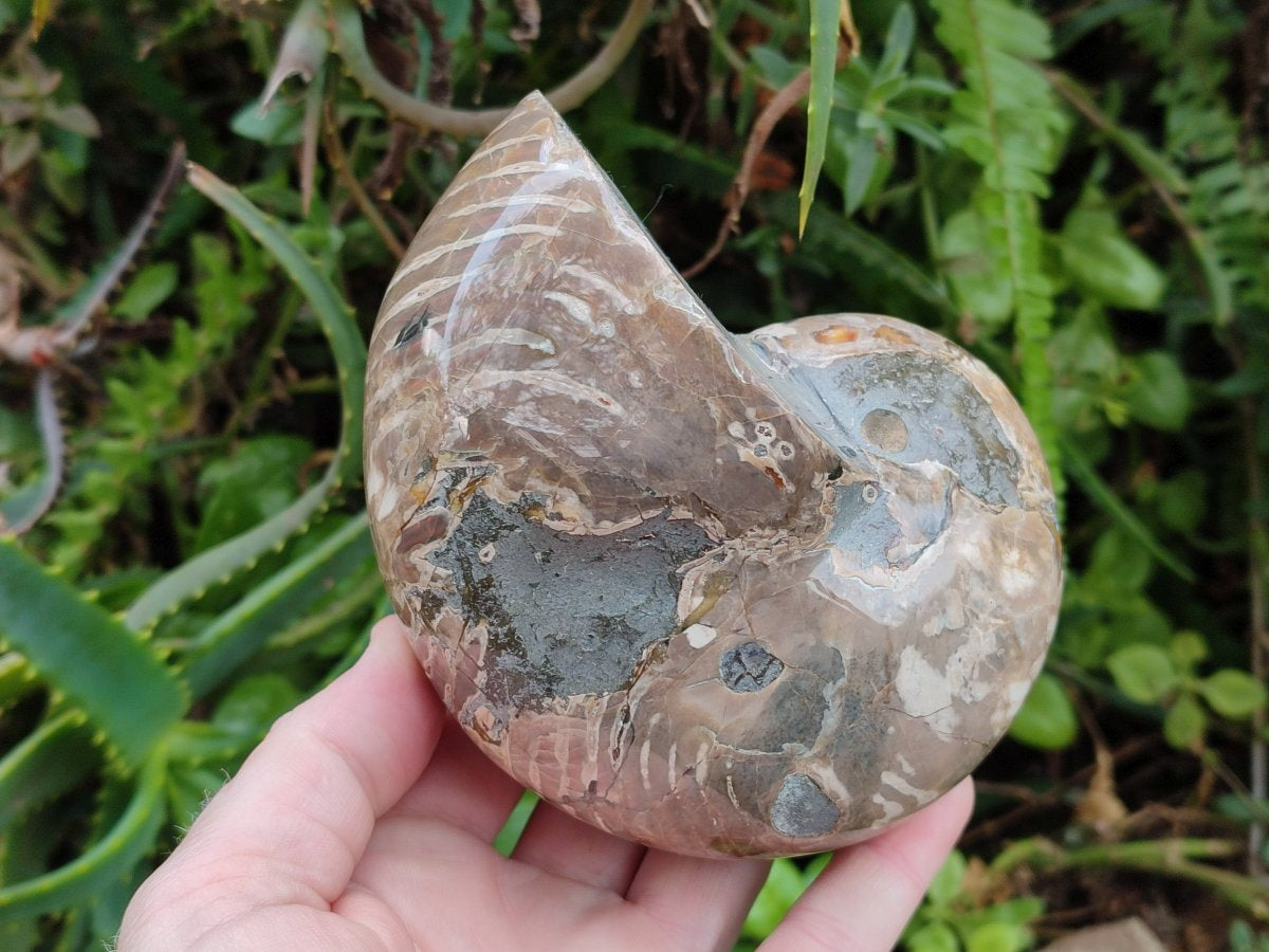Polished Large Opalized Cymatoceras Nautilus Ammonite Fossil x 1 From Ambatofinandrahana, Madagascar