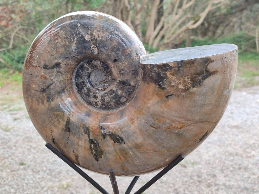 Polished XL Rams Horn Perisphinctes Wide Mouth Ammonite Fossil x 1 From Tulear, Madagascar