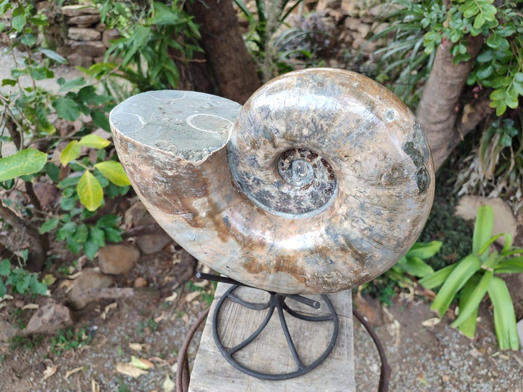 Polished XL Rams Horn Perisphinctes Wide Mouth Ammonite Fossil x 1 From Tulear, Madagascar
