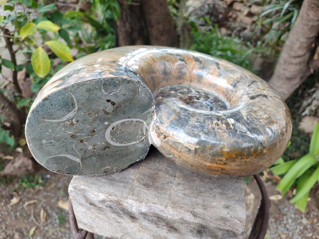 Polished XL Rams Horn Perisphinctes Wide Mouth Ammonite Fossil x 1 From Tulear, Madagascar