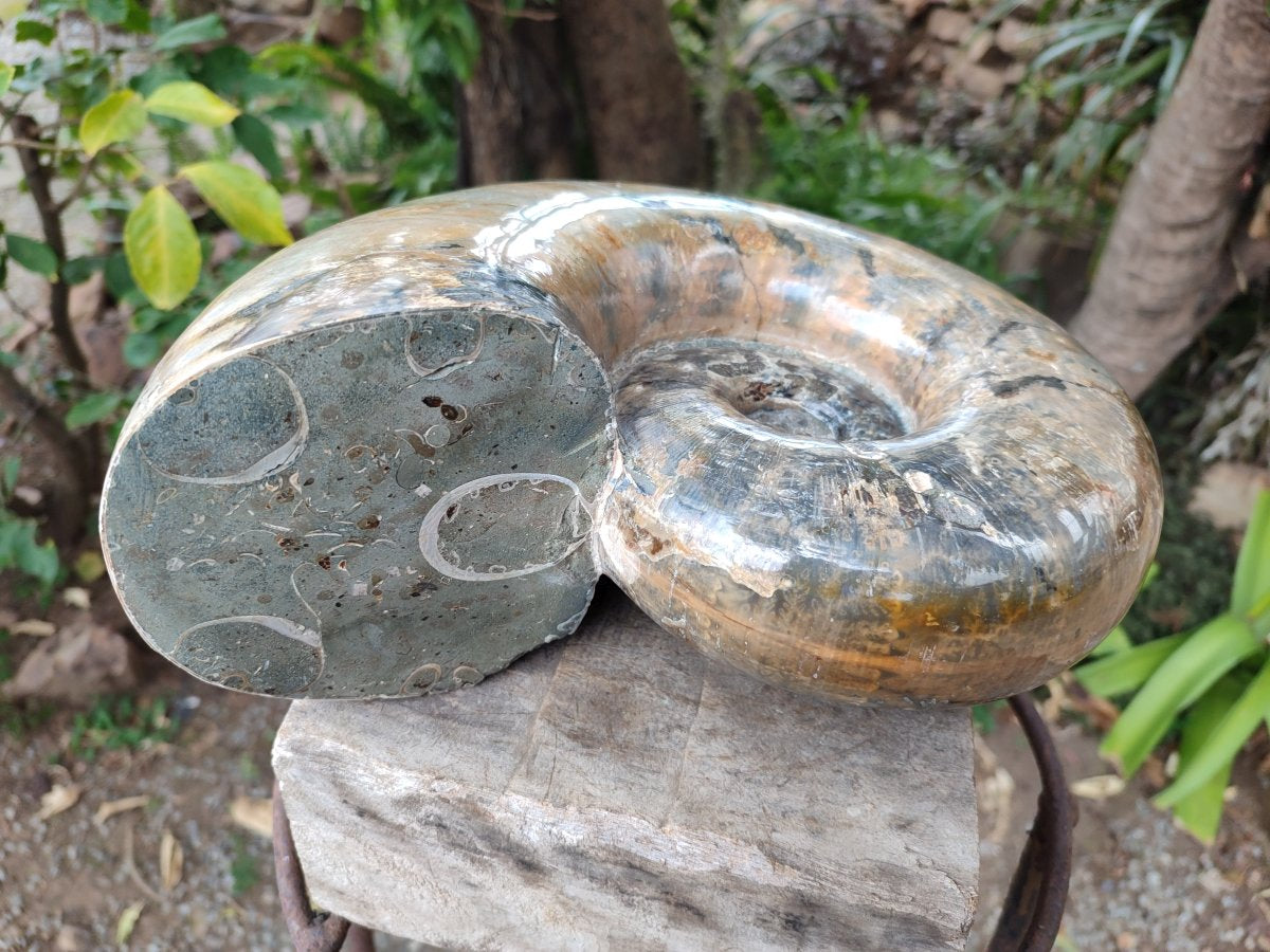 Polished XL Rams Horn Perisphinctes Wide Mouth Ammonite Fossil x 1 From Tulear, Madagascar