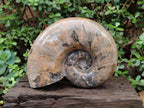 Polished XL Rams Horn Perisphinctes Wide Mouth Ammonite Fossil x 1 From Tulear, Madagascar
