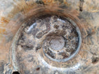 Polished XL Rams Horn Perisphinctes Wide Mouth Ammonite Fossil x 1 From Tulear, Madagascar