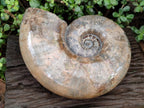 Polished XL Rams Horn Perisphinctes Wide Mouth Ammonite Fossil x 1 From Tulear, Madagascar