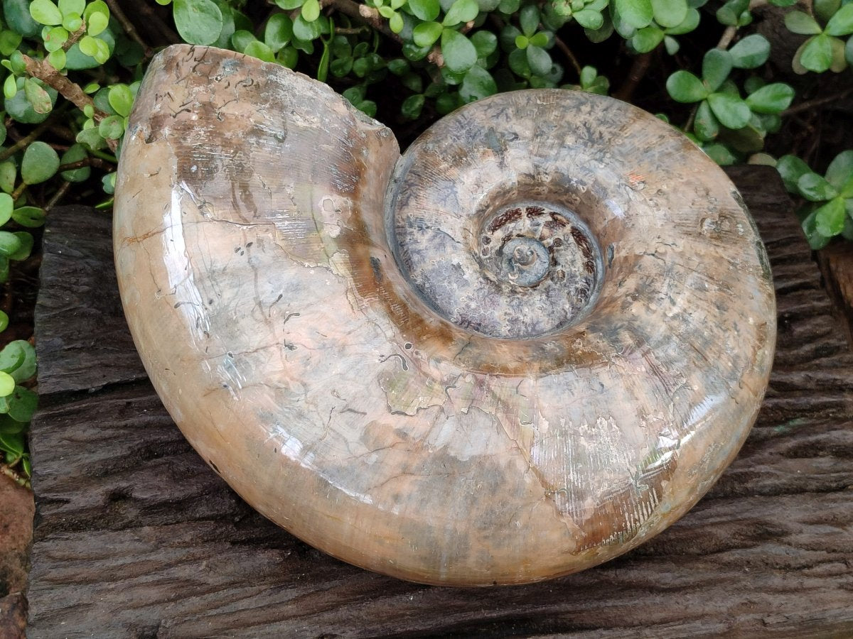 Polished XL Rams Horn Perisphinctes Wide Mouth Ammonite Fossil x 1 From Tulear, Madagascar