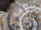 Polished XL Rams Horn Perisphinctes Wide Mouth Ammonite Fossil x 1 From Tulear, Madagascar