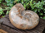 Polished XL Rams Horn Perisphinctes Wide Mouth Ammonite Fossil x 1 From Tulear, Madagascar