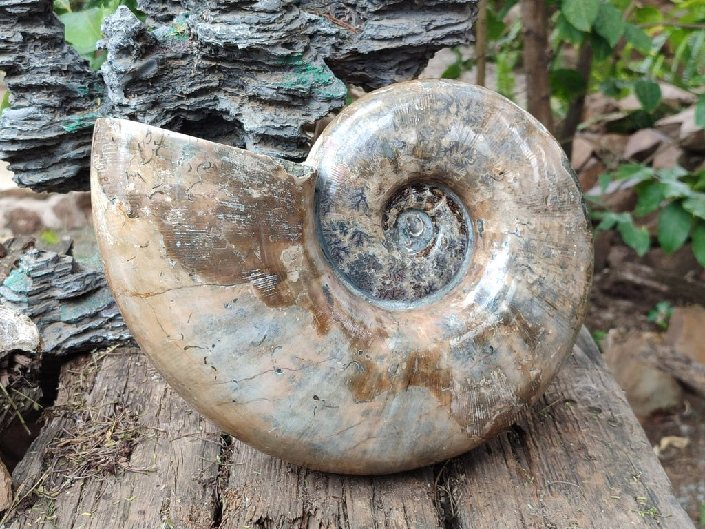 Polished XL Rams Horn Perisphinctes Wide Mouth Ammonite Fossil x 1 From Tulear, Madagascar