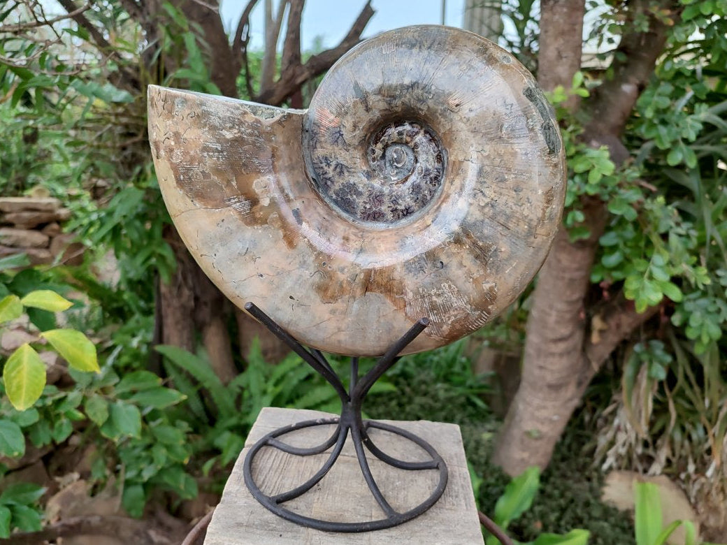 Polished XL Rams Horn Perisphinctes Wide Mouth Ammonite Fossil x 1 From Tulear, Madagascar