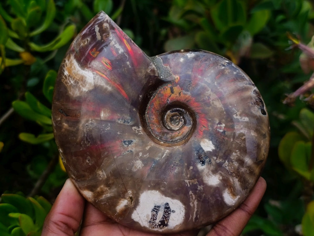Polished Cleoniceras Red Ammolite Opalized Ammonite Fossil x 1 From Tulear, Madagascar