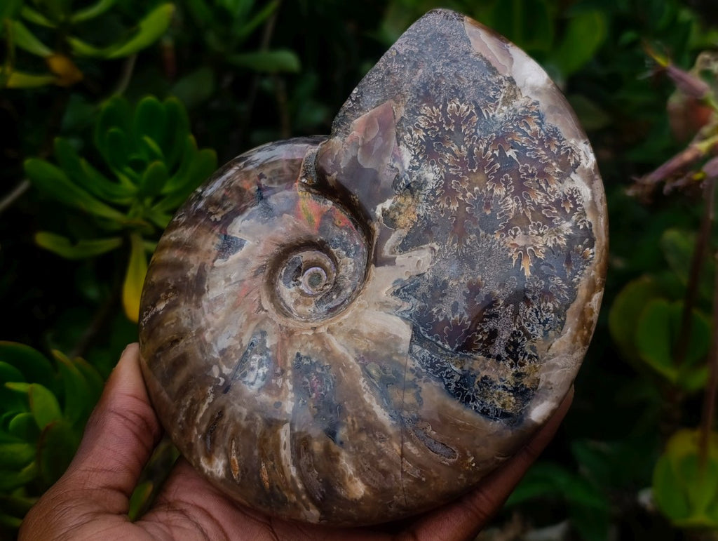 Polished Cleoniceras Red Ammolite Opalized Ammonite Fossil x 1 From Tulear, Madagascar