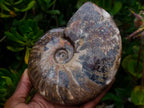 Polished Cleoniceras Red Ammolite Opalized Ammonite Fossil x 1 From Tulear, Madagascar