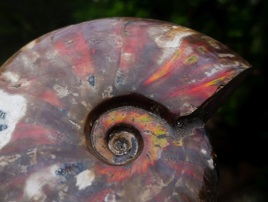 Polished Cleoniceras Red Ammolite Opalized Ammonite Fossil x 1 From Tulear, Madagascar