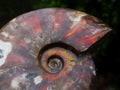 Polished Cleoniceras Red Ammolite Opalized Ammonite Fossil x 1 From Tulear, Madagascar