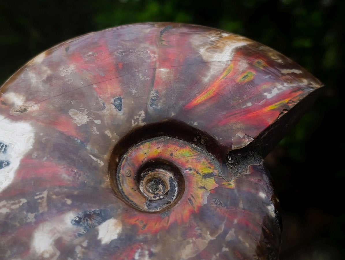 Polished Cleoniceras Red Ammolite Opalized Ammonite Fossil x 1 From Tulear, Madagascar