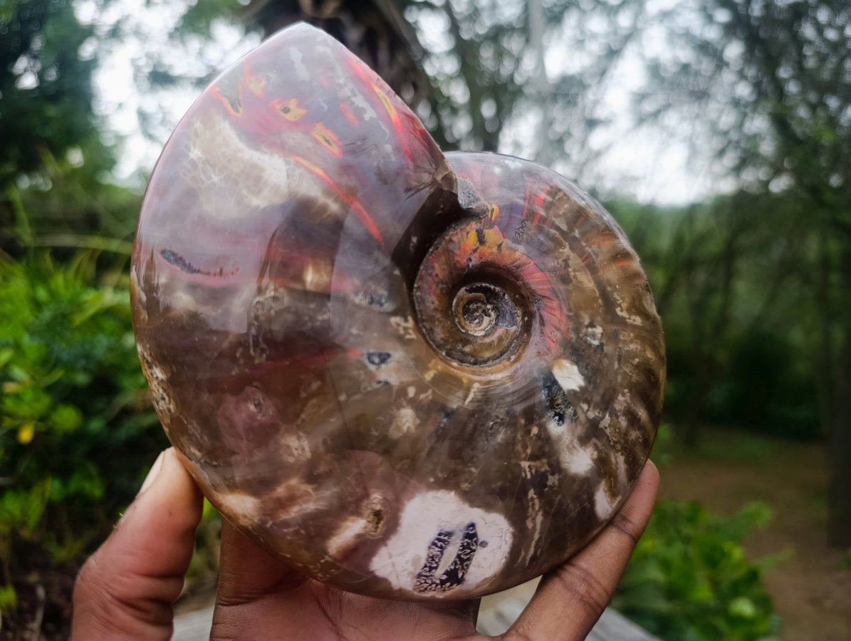 Polished Cleoniceras Red Ammolite Opalized Ammonite Fossil x 1 From Tulear, Madagascar