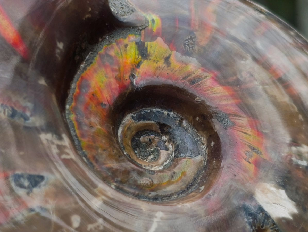 Polished Cleoniceras Red Ammolite Opalized Ammonite Fossil x 1 From Tulear, Madagascar