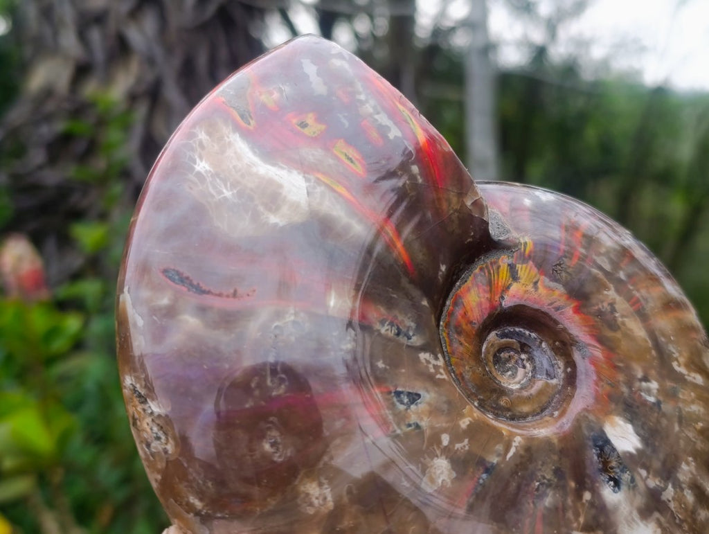 Polished Cleoniceras Red Ammolite Opalized Ammonite Fossil x 1 From Tulear, Madagascar