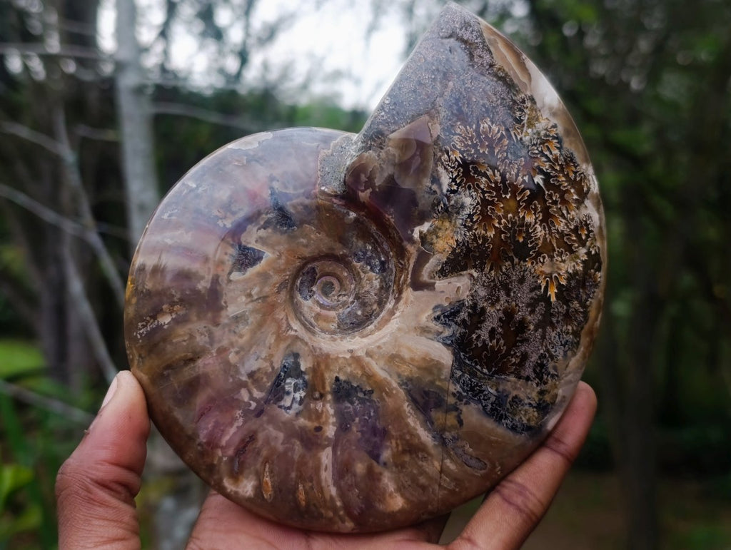 Polished Cleoniceras Red Ammolite Opalized Ammonite Fossil x 1 From Tulear, Madagascar