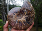 Polished Cleoniceras Red Ammolite Opalized Ammonite Fossil x 1 From Tulear, Madagascar