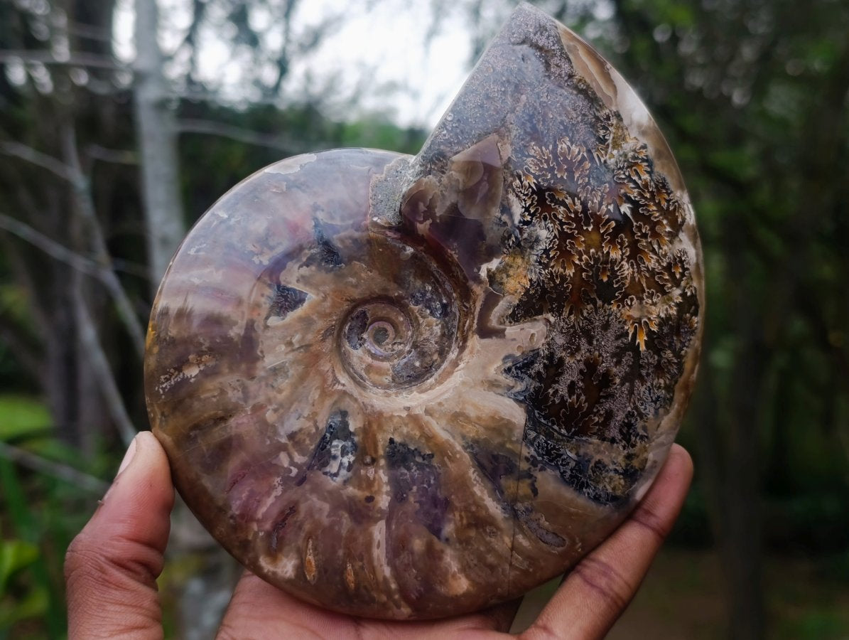 Polished Cleoniceras Red Ammolite Opalized Ammonite Fossil x 1 From Tulear, Madagascar