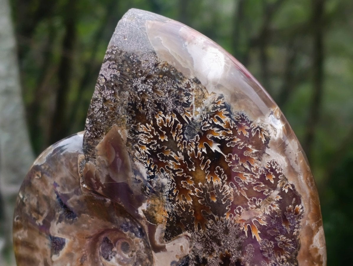 Polished Cleoniceras Red Ammolite Opalized Ammonite Fossil x 1 From Tulear, Madagascar