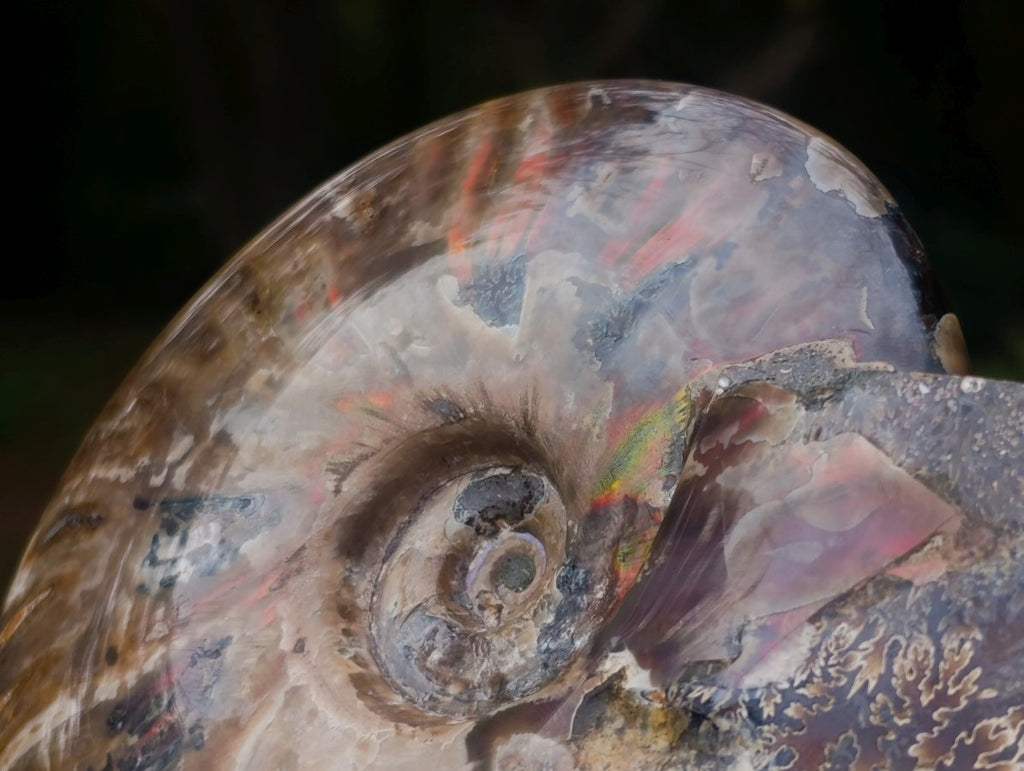 Polished Cleoniceras Red Ammolite Opalized Ammonite Fossil x 1 From Tulear, Madagascar
