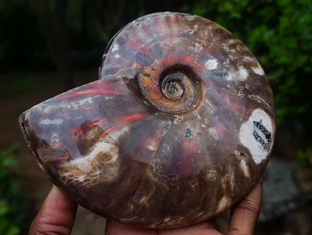 Polished Cleoniceras Red Ammolite Opalized Ammonite Fossil x 1 From Tulear, Madagascar