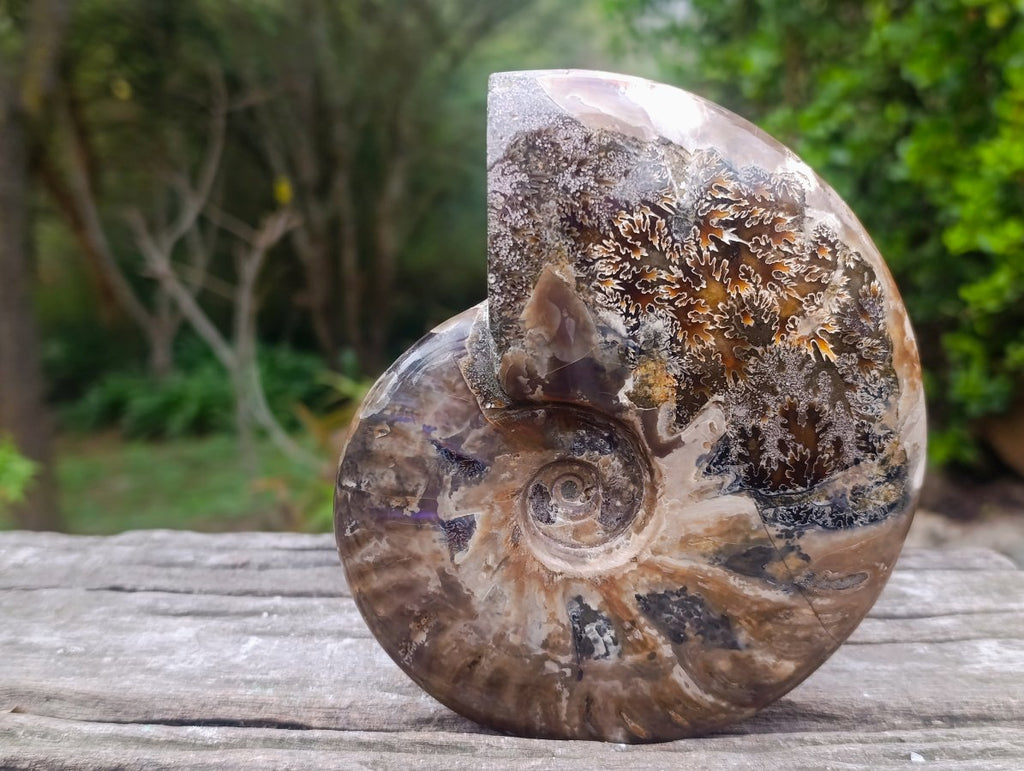 Polished Cleoniceras Red Ammolite Opalized Ammonite Fossil x 1 From Tulear, Madagascar