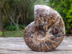 Polished Cleoniceras Red Ammolite Opalized Ammonite Fossil x 1 From Tulear, Madagascar