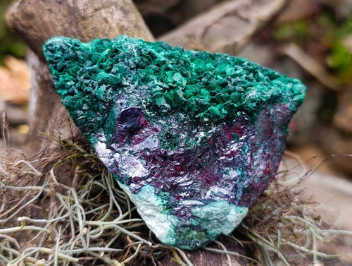 Natural Ultra Rare Cabinet Size Silver and Red Cuprite Specimen with Silky Malachite x 1 From Mashamba West, Congo