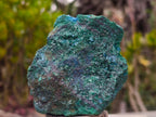 Natural Cabinet Size Cuprite Specimen with Shattuckite and Malachite x 1 From Mashamba West, Congo