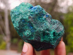 Natural Cabinet Size Cuprite Specimen with Shattuckite and Malachite x 1 From Mashamba West, Congo