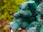 Natural Cabinet Size Botryoidal Silky Malachite Specimen x 1 From Kasompe, Congo