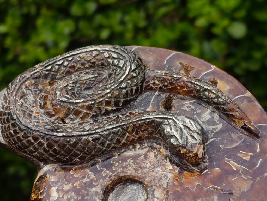 Hand Made Amber Cleoniceras Ammonite Fossil Serpent Carving with Golden Pyrite x 1 From Tulear, Madagascar