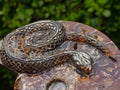 Hand Made Amber Cleoniceras Ammonite Fossil Serpent Carving with Golden Pyrite x 1 From Tulear, Madagascar