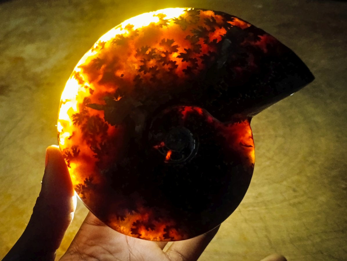 Hand Made Amber Cleoniceras Ammonite Fossil Serpent Carving with Golden Pyrite x 1 From Tulear, Madagascar
