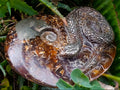 Hand Made Amber Cleoniceras Ammonite Fossil Serpent Carving with Golden Pyrite x 1 From Tulear, Madagascar