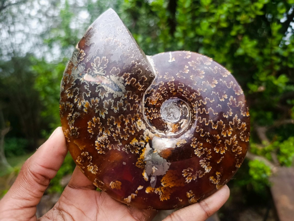 Hand Made Amber Cleoniceras Ammonite Fossil Serpent Carving with Golden Pyrite x 1 From Tulear, Madagascar
