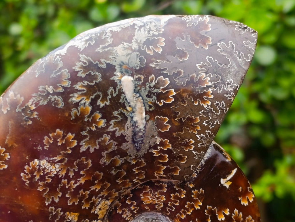 Hand Made Amber Cleoniceras Ammonite Fossil Serpent Carving with Golden Pyrite x 1 From Tulear, Madagascar
