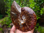 Hand Made Amber Cleoniceras Ammonite Fossil Serpent Carving with Golden Pyrite x 1 From Tulear, Madagascar