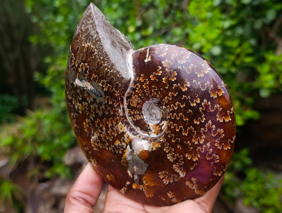 Hand Made Amber Cleoniceras Ammonite Fossil Serpent Carving with Golden Pyrite x 1 From Tulear, Madagascar