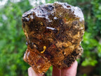 Polished XL Cabinet Size Copal Amber with Multiple Inclusions x 1 From Nosy Varika Madagascar