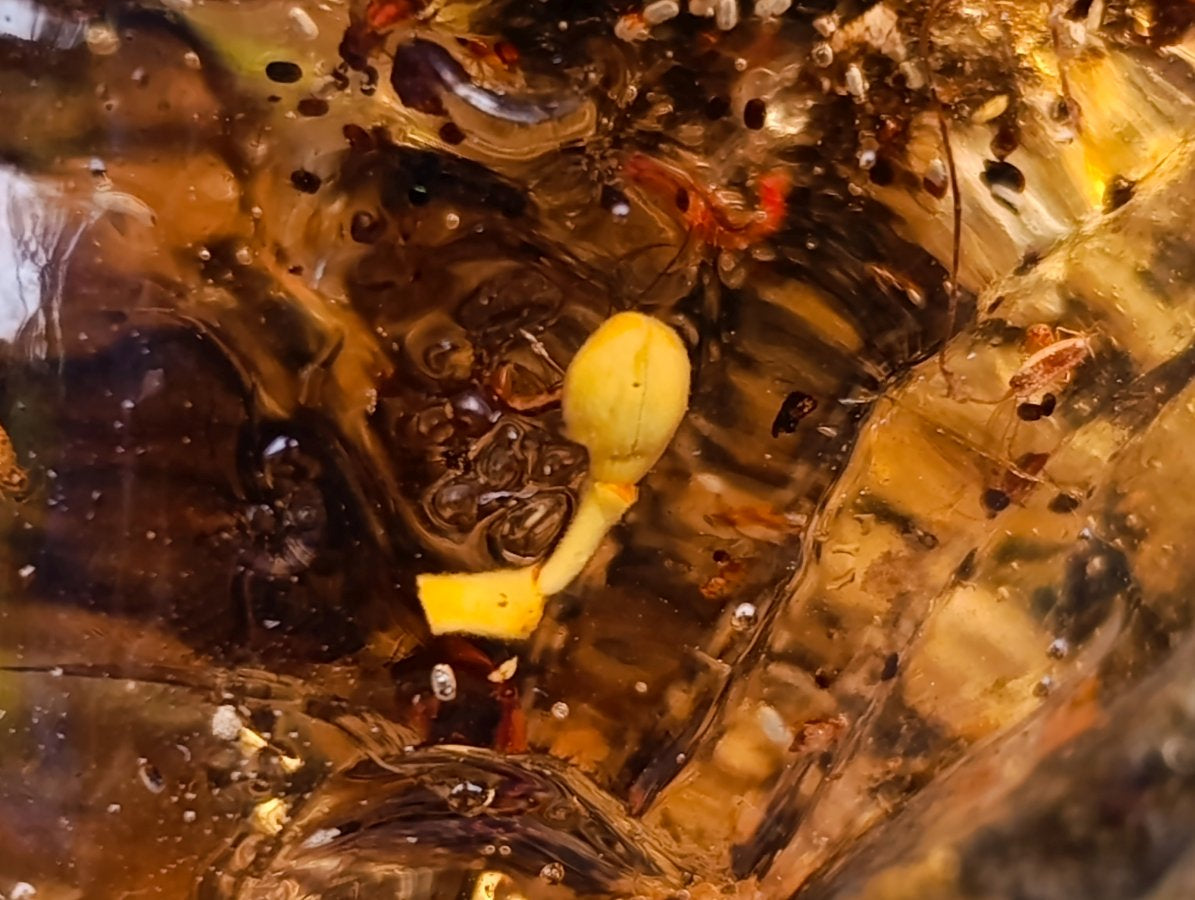 Polished XL Cabinet Size Copal Amber with Multiple Inclusions x 1 From Nosy Varika Madagascar
