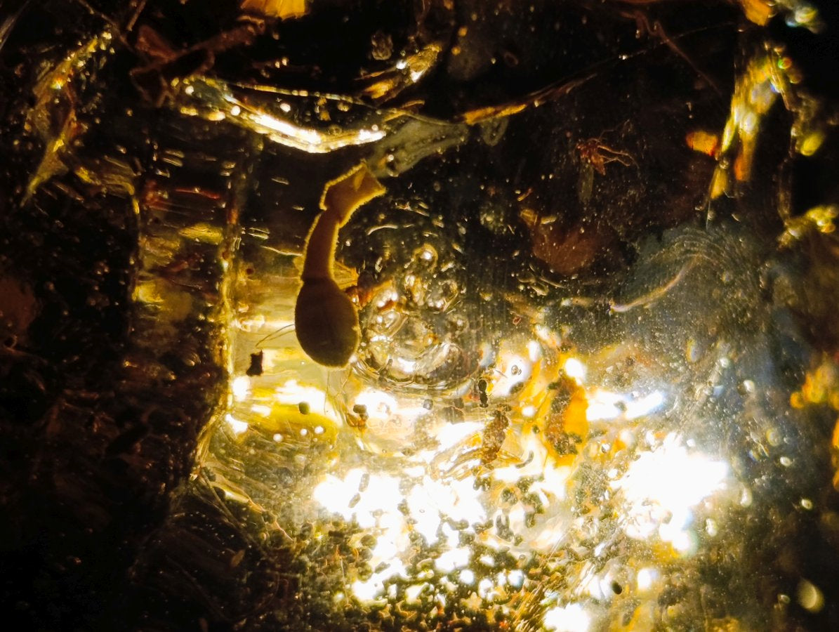Polished XL Cabinet Size Copal Amber with Multiple Inclusions x 1 From Nosy Varika Madagascar