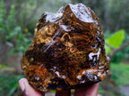 Polished XL Cabinet Size Copal Amber with Multiple Inclusions x 1 From Nosy Varika Madagascar